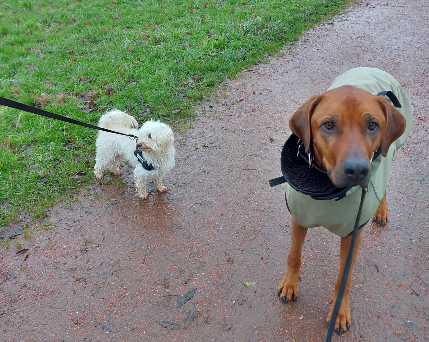 Aangelijnde honden in Lelystad