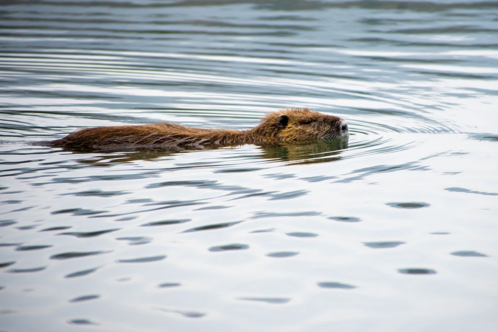 Zwemmende bever