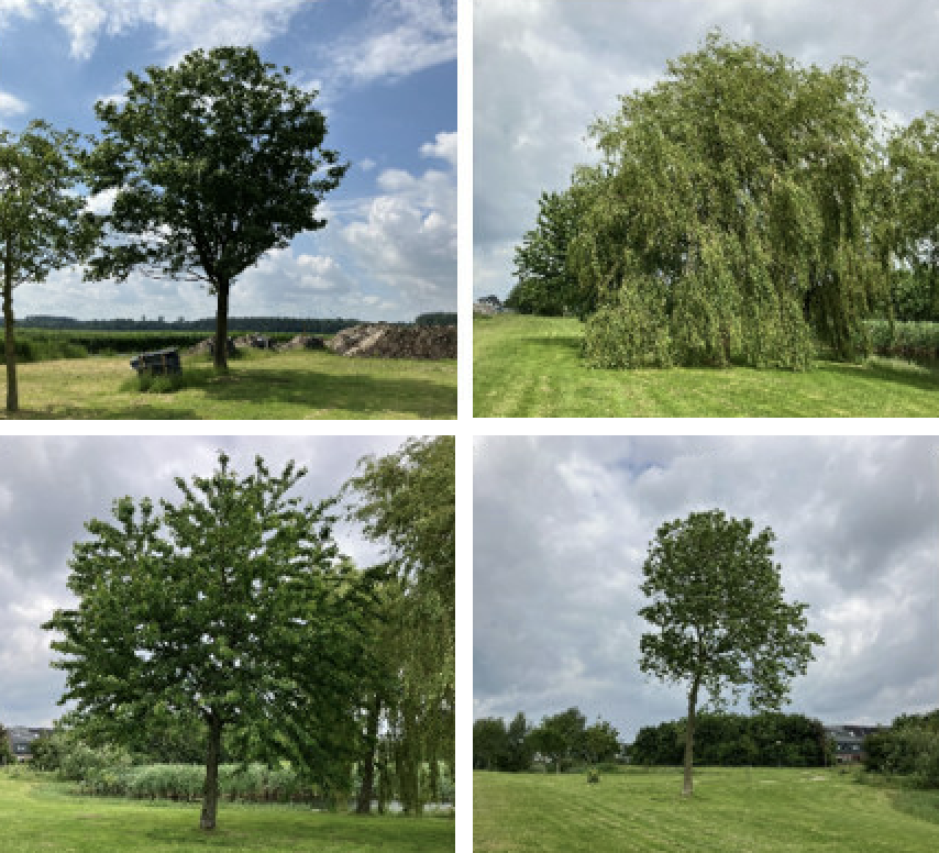 Verschillende bomen 