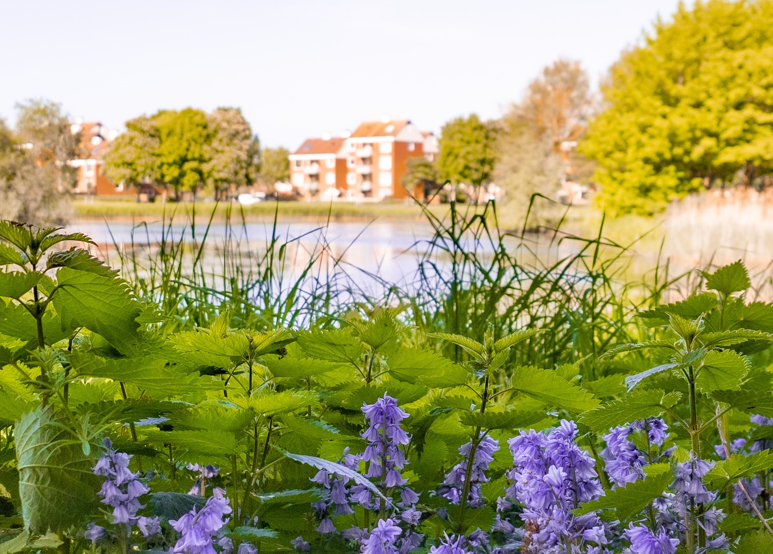 Natuur in Lelystad