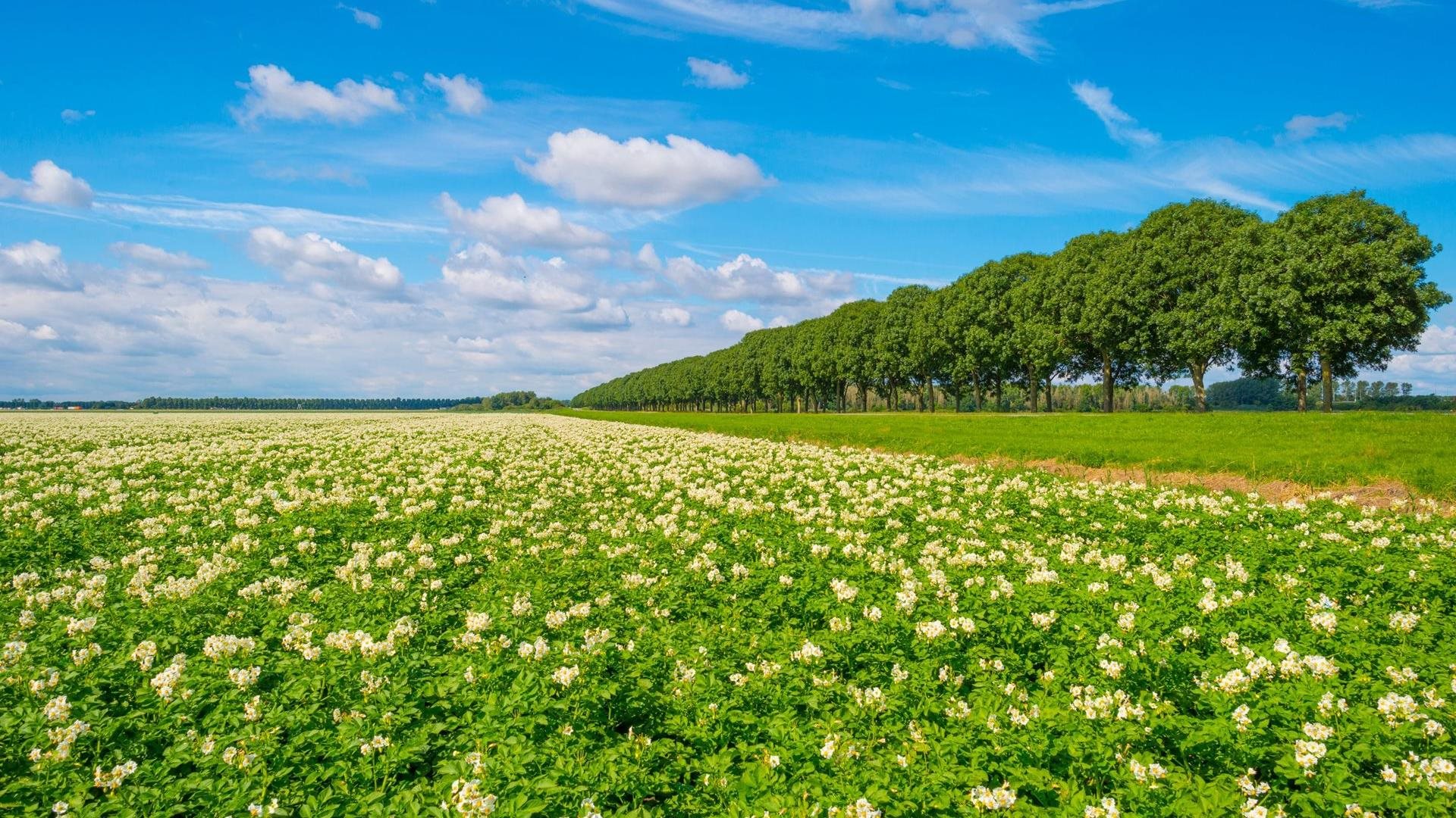 Groene akker en bomen