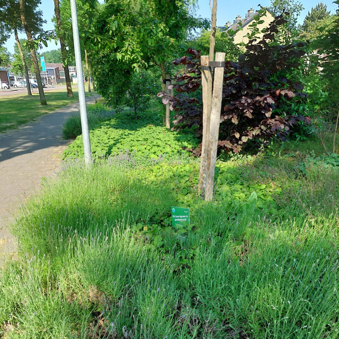 Afbeelding van een geadopteerd stukje groen