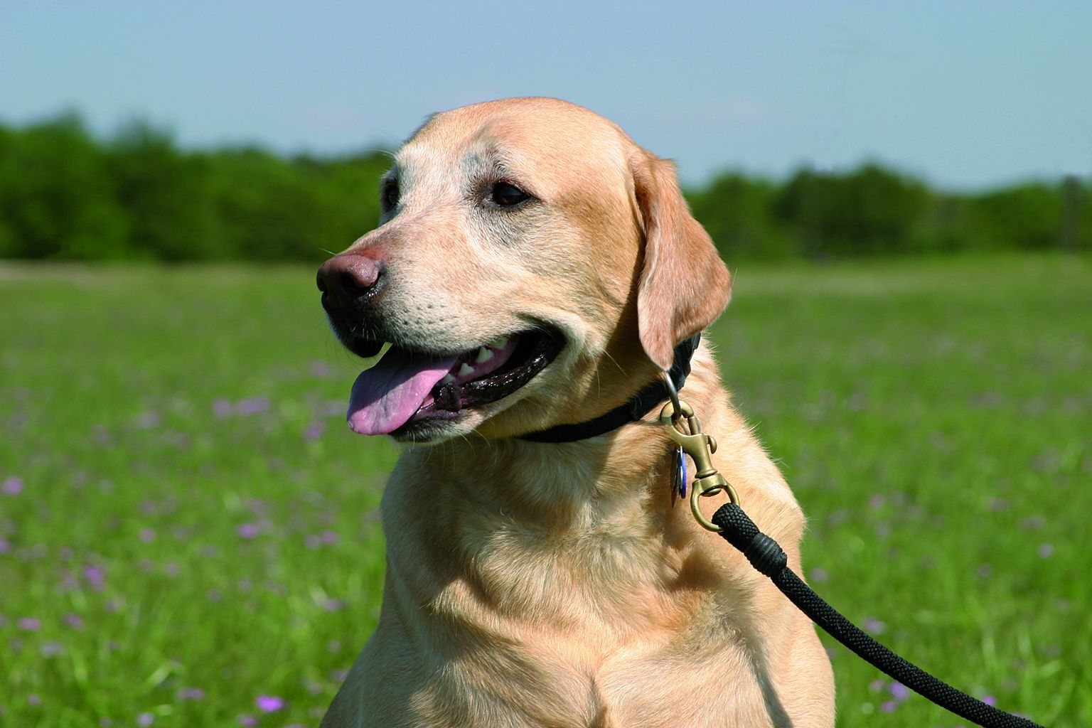 Hond in het grasveld