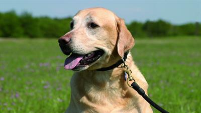 Hond in het grasveld