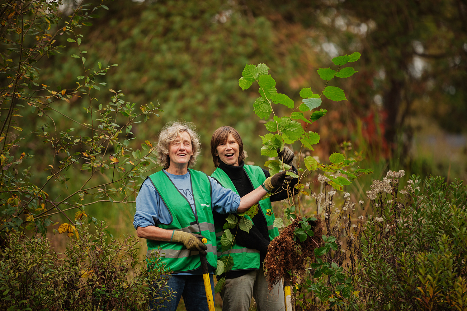 Foto tijdens het oogsten van bomen in november 2025