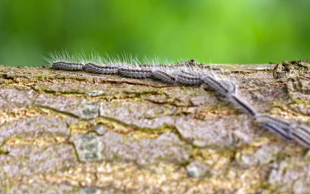 Eikenprocessierups