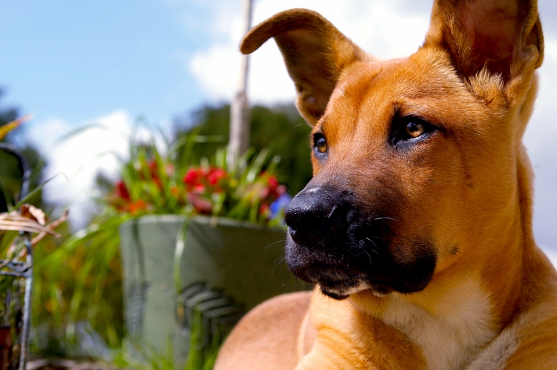 Hond