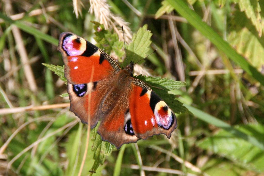 Vlinder op een blad
